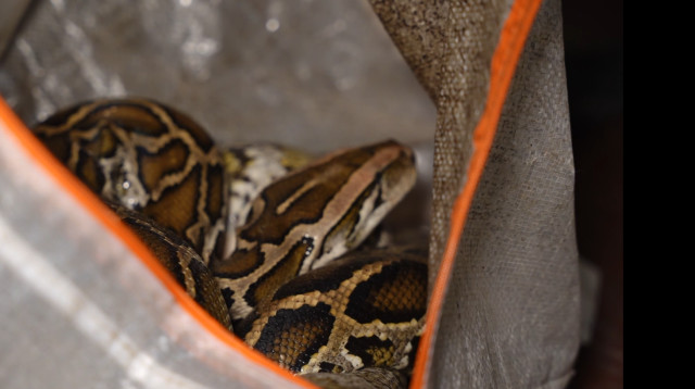 נחשים שנתפסו בדירה במבשרת ציון (צילום: דוברות המשטרה)