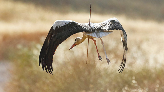 חסידה משופדת (צילום: עדי גנץ)