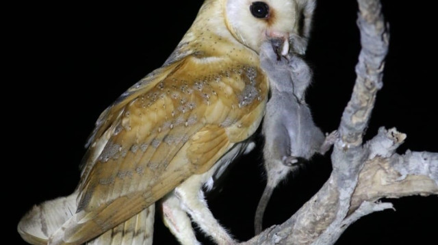 תנשמת (צילום: יואב מוטרו)