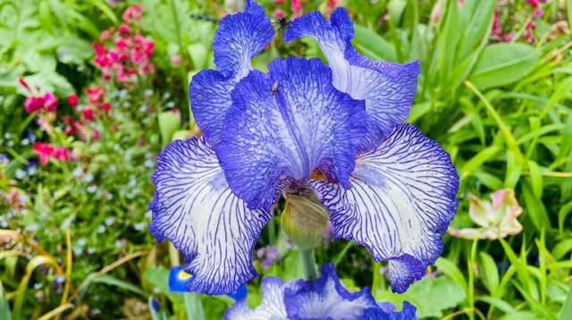 גינה, אילוסטרציה (צילום: ליאת שניידר)