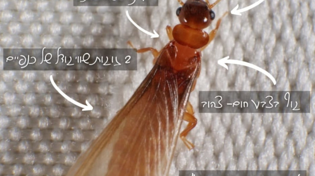 הטרמיט הפורמוסי. לא עוקץ ואינו מעביר מחלות (צילום: דוברות עיריית פתח תקווה)