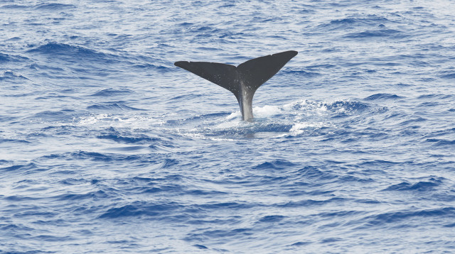 לוויתן (צילום: קים קובו אוניברסיטת חיפה)