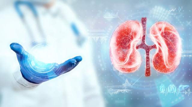 פקודי הכליות ותפקידן בשמירה על הבריאות הכללית  (צילום: FREEPIK)