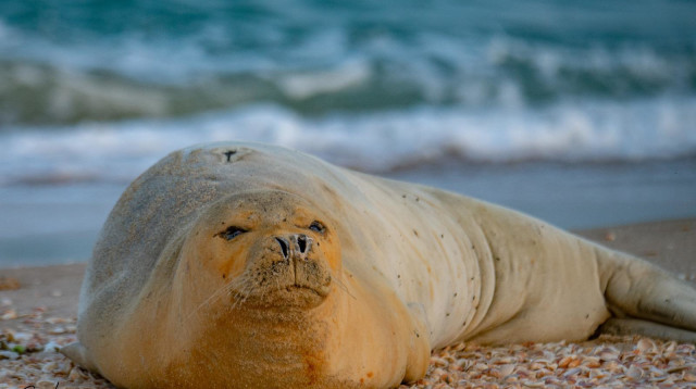 בוקר טוב מיוליה  (צילום: גיא לויאן, רשות הטבע והגנים)