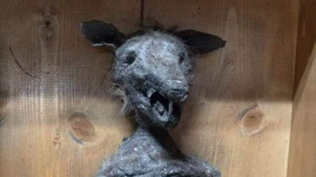 צוות המוזיאון מנסה לברר מי השאיר את היצור המוזר (צילום: מתוך פייסבוק)