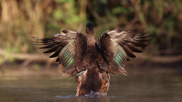 ברכיה בירקון. מערכת אקולוגית משגשגת (צילום: דימה מושקו)