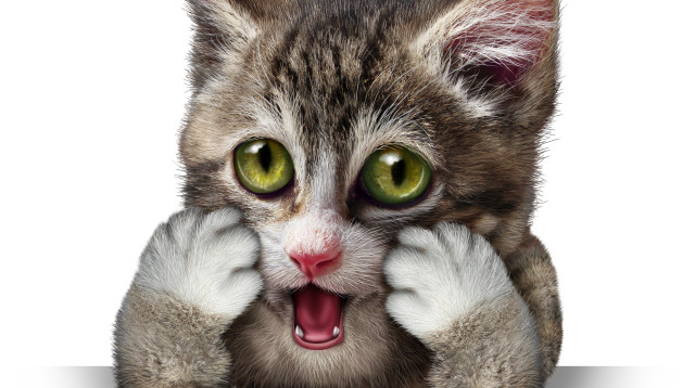 חתול מפחד, אילוסטרציה (צילום: אינגאימג')