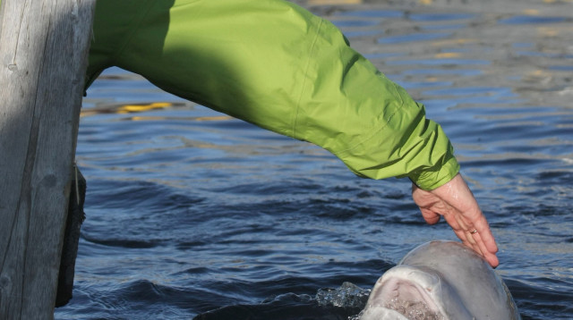 ולדימיר פוטין ולוויתן בלוגה, 2009 (צילום: REUTERS/RIA Novosti/Kremlin/Alexei Nikolsky )