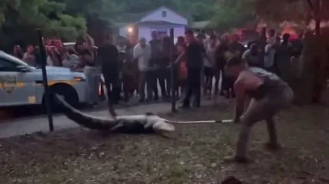 לוחם MMA עוזר לתפוס תנין ענקי ליד בית ספר (צילום: צילום מסך, מתוך הרשתות החברתיות)