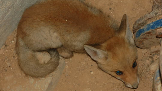 שועל בתוך בור (צילום: יחצ)