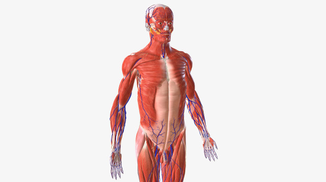 גוף האדם, אילוסטרציה (צילום: אינגאימג')
