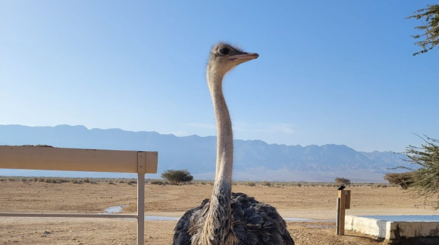 פרנצ'סקה היען בחי בר ביטבתה (צילום: אלה אגרא רשות הטבע והגנים)