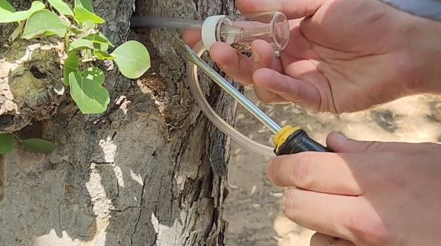 בדיקה לאיתור קני טרמיטים בשכונת עמישב. ברגע שיש מלכה נוספת, אחת מהן עוזבת ומחפשים עבורה קן חדש (צילום: דוברות עיריית פתח תקווה)