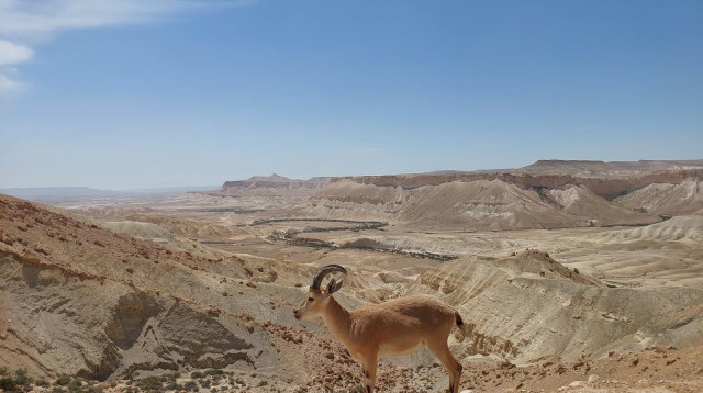 יעלים הגיעו לבקר במכון למורשת בן גוריון בנגב (צילום: איתן דוניץ, המכון למורשת בן גוריון)