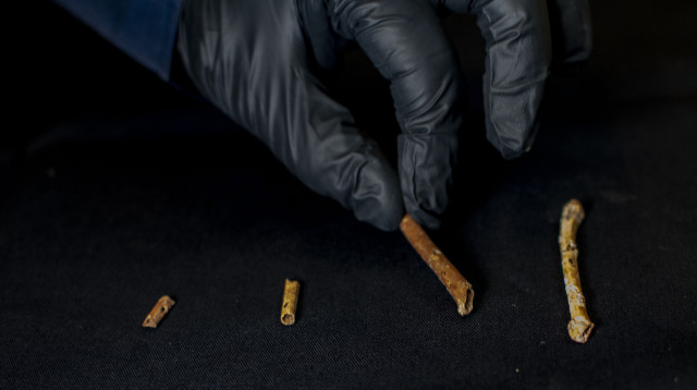 חלילים עתיקים שנמצאו בעמק החולה (צילום: יולי שוורץ, רשות העתיקות)