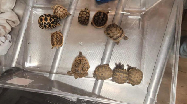 21 חיות מוגנות בנתב״ג (צילום: רשות הטבע והגנים)