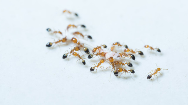 נמלים, אילוסטרציה (צילום: אינגאימג')