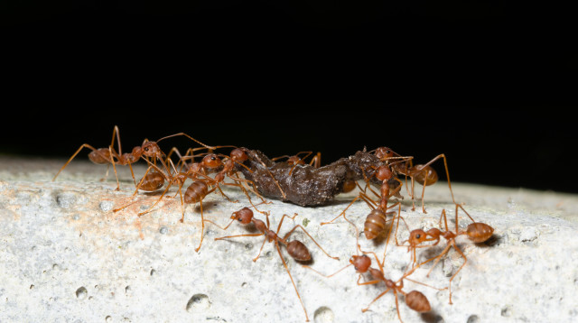 נמלים, אילוסטרציה (צילום: אינגאימג')