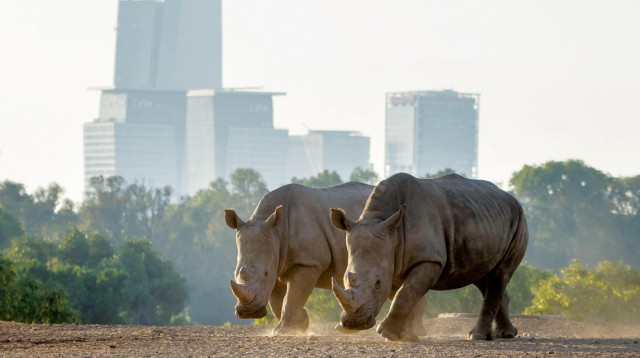 קרנבלה וקיפנזי הקרנפים בספארי ברמת גן  (צילום: אסף כהן)
