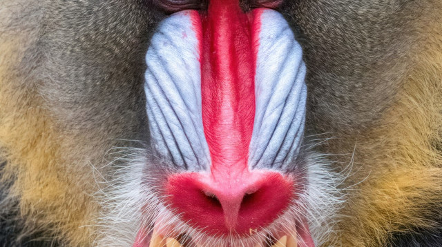 ג'קס המנדריל מגן החיות של פיניקס. אלבום תמונות משפחתי (צילום: דיויד ואגנר)