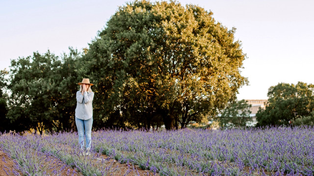 פריחת הלבנדר בחוות שדה בעין זיוון  (צילום: נוראל זאבי)