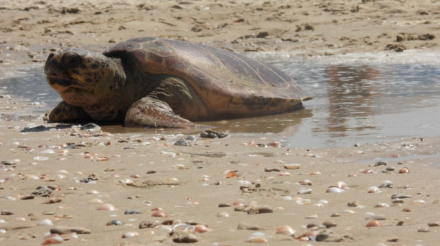 צב הים שוחרר חזרה לטבע לאחר שיקום ארוך (צילום: רשות הטבע והגנים,שרית פילאצי)
