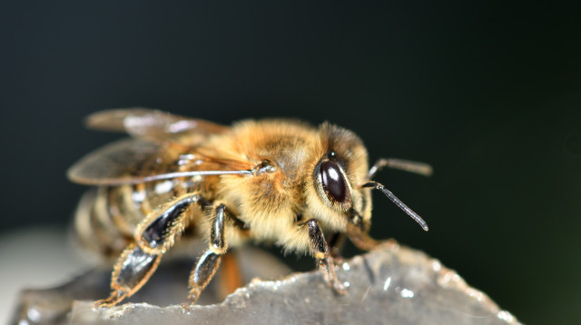 כך זה נראה כשדבורה עוקצת אדם (צילום: אינג'אימג')
