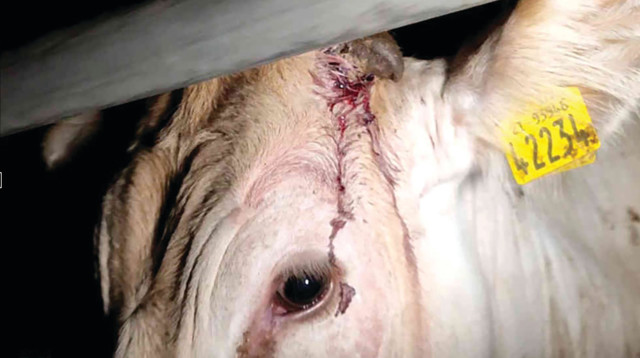 העגל הפצוע (צילום: ישראל נגד משלוחים חיים)