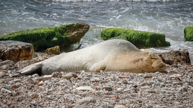 יוליה כלבת הים (צילום: אבשלום ששוני)