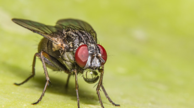 זבוב, אילוסטרציה (צילום: אינגאימג')