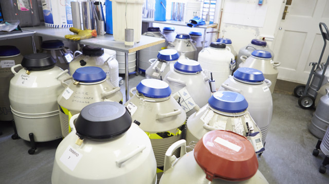 למרות שבית המשפט בהאג אסר עליו, מאייר ממשיך לתרום זרע (צילום: אינג'אימג')