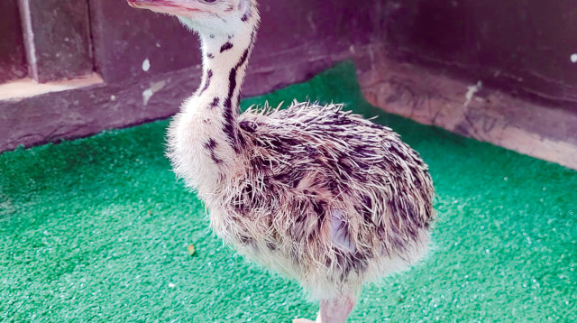 אפרוח היען שבקע (צילום: אלה אגרא, רשות הטבע והגנים)