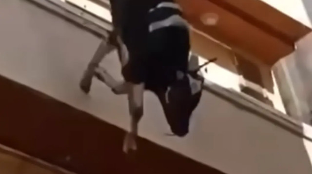 השור ניסה להימלט משחיטה אך ללא הועיל (צילום: מתוך פייסבוק)