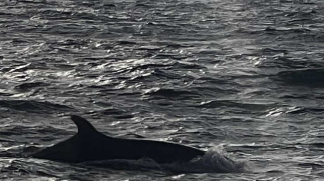 להקת דולפינים ממין עב-שן קטלני מול חופי הרצליה (צילום: אורי אגר)