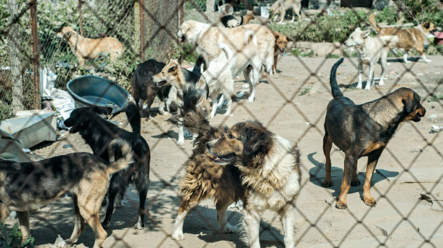 מכלאת כלבים (צילום: אינג'אימג')