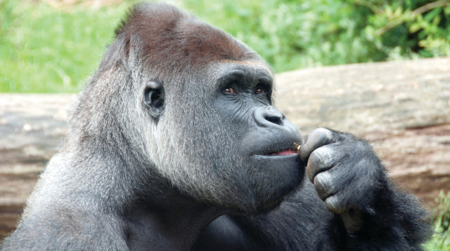 גורילה (צילום: אינג אימג')