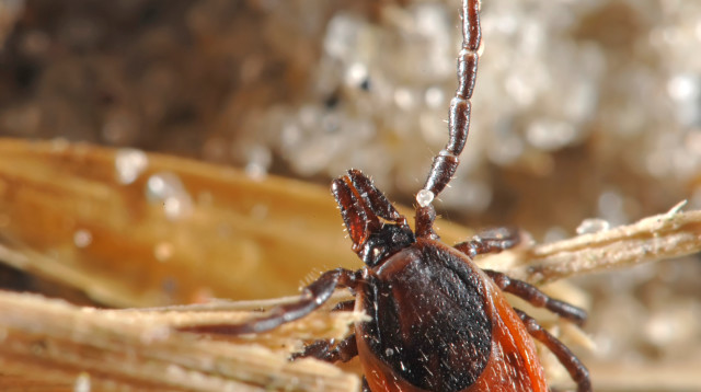 קרציה (צילום: אינגאימג')