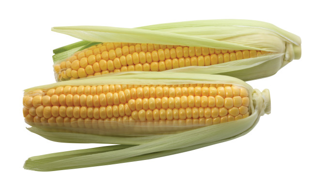 קלחי תירס (צילום: אינגאימג')