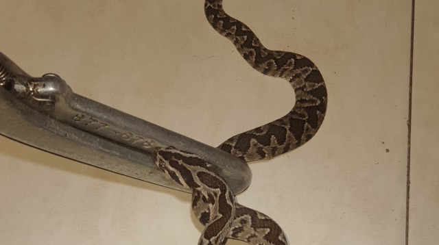 נחש הצפע שנלכד בבית משפחת הילד בן ה-7 שפונה לרמב"ם. (צילום: ללא קרדיט)