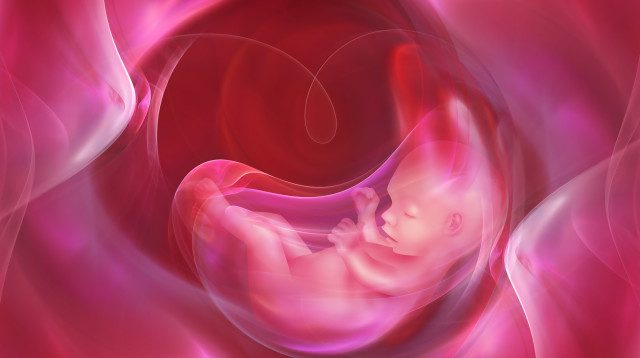 עובר ברחם, הדמיה (צילום: אינגאימג')