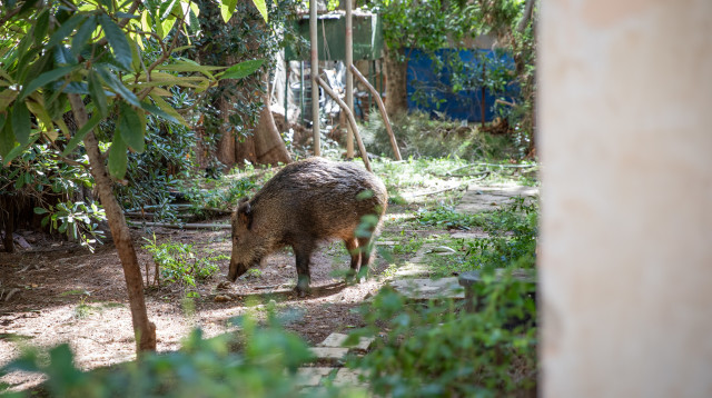 חזיר בר בחיפה (צילום: שיר תורם פלאש 90)