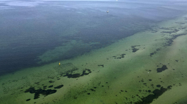 האוקיינוסים הופכים ירוקים - למה? (צילום: רויטרס)