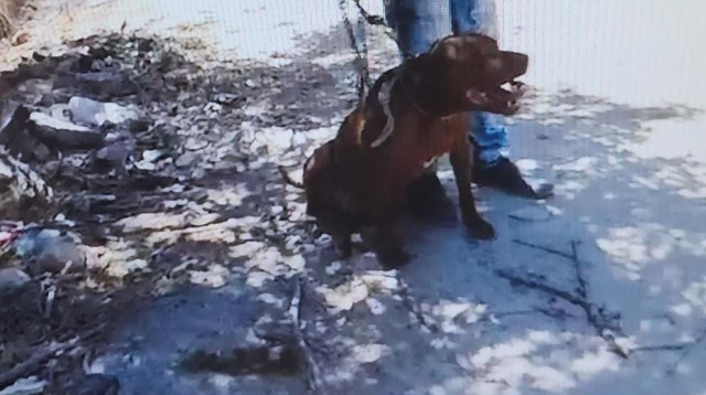 הכלב מסוג פיטבול באמצעותו איים החשוד (צילום: דוברות המשטרה)