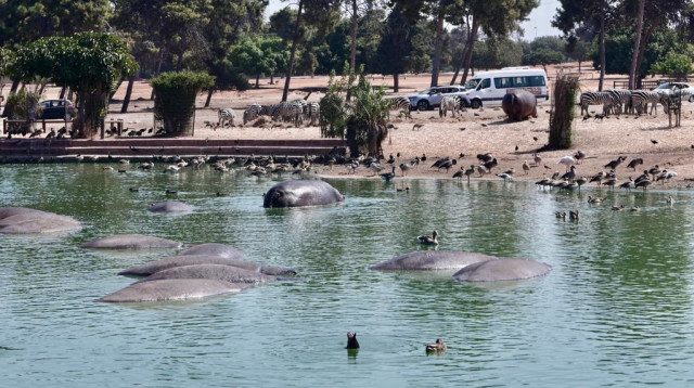 החיות בספארי ברמת גן נמלטות מהחום  (צילום: אבשלום ששוני)