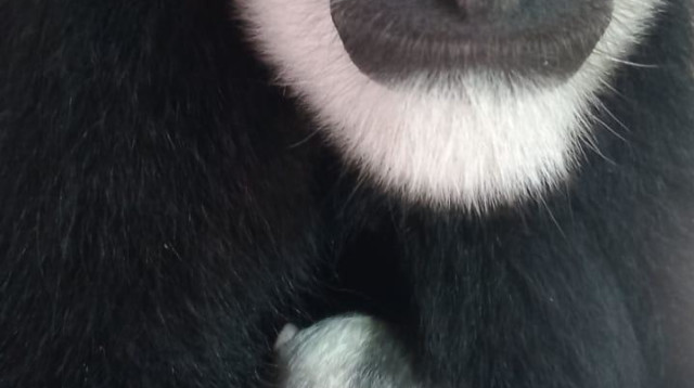 ווימיזי וגורת הקולובוס בספארי. אחרי 20 שנה (צילום: דוברות הספארי)