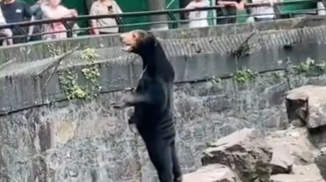 דוב אמיתי או אדם בתחפושת? (צילום: יוטיוב)