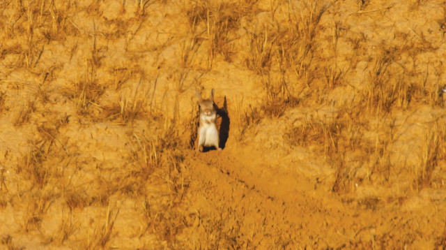 הירבוע הגדול (צילום: מידד גורן, מרכז צפרות רמת נגב)