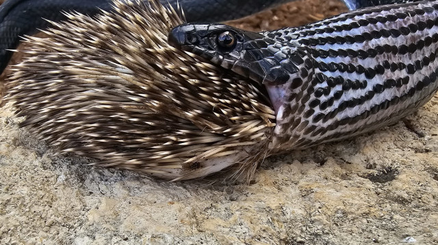 הזעמן ניסה לאכול את הקיפוד אך הבין שזו לא הארוחה לה ייחל (צילום: רשות הטבע והגנים,אביעד בר)