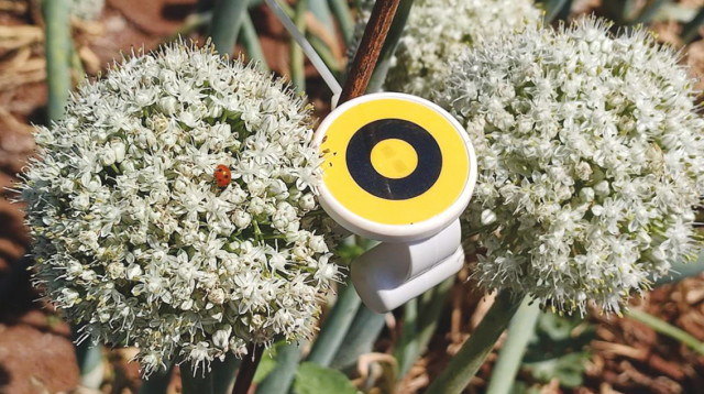 חיישן של חברת Beehero (צילום: חברת Beehero)