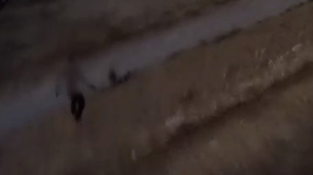 המרדף אחר החשוד מהפזורה הבדואית (צילום: דוברות המשטרה)